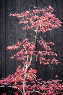 japan-119-10.jpg