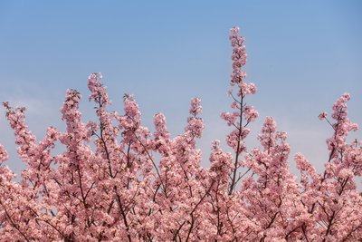 japan-34-5.jpg